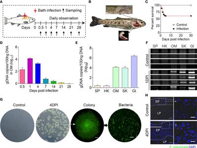 Elucidating the dynamic immune responses within the ocular mucosa of rainbow trout (Oncorhynchus mykiss) after infection with Flavobacterium columnare